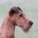Royal Rubys Irish Terrier