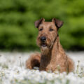 28.04.2025 Von Gänseblümchen und Pusteblumen