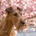 12.04.2025 Spicy und die Kirschblüten