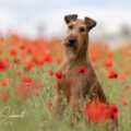 23.05.2025 Spicy in Red