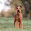 18.10.2025 Herbst-Shooting mit Dante
