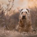 01.10.2025 Heide-Terrier?