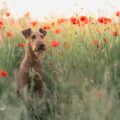 25.05.2026 Dante im Mohn