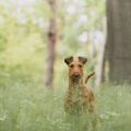 10.06.2026 Ein Rehlein steht im Walde…